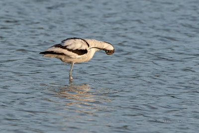 Alfaiate  ---  Avocet  ---  (Recurvirostra avosetta)