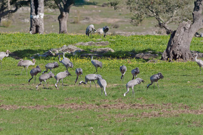 Grou --- Crane --- (Grus grus)