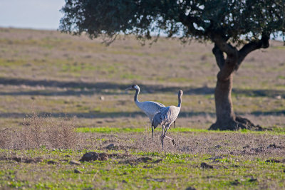 Grou --- Crane --- (Grus grus)