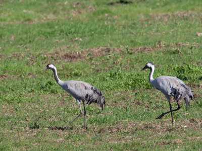 Grou --- Crane --- (Grus grus)