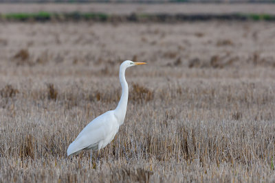 Gara-branca-grande  ---  Great Egret  ---  (Egretta alba)