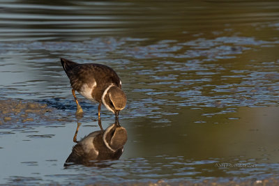 Borrelho-grande-de-coleira --- Ringed Plover --- (Charadrius hiaticula)