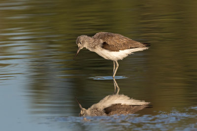 Perna-verde  ---  Greenshank  ---  (Tringa nebularia)