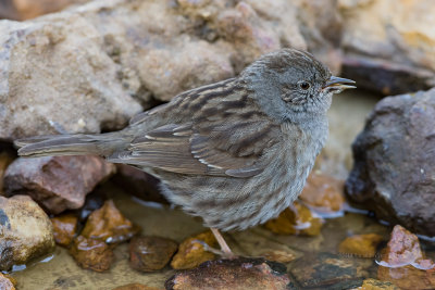 Ferreirinha --- Dunnock --- (Prunella modularis)