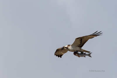 Águia-pesqueira --- Osprey --- (Pandion haliaetus)