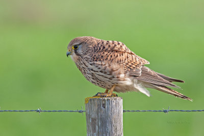 Peneireiro --- Kestrel --- (Falco tinnunculus)