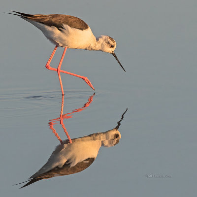 Pernilongo --- Black-winged Stilt --- (Himantopus himantopus)