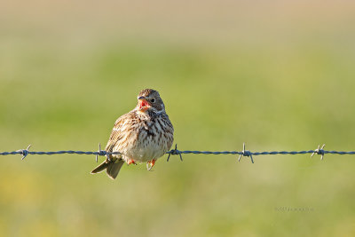 Trigueiro  ---  Corn Bunting  ---  (Miliaria calandra)