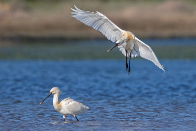 Colhereiro --- Spoonbill --- (Platalea leucorodia)