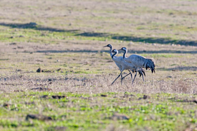 Grou --- Crane --- (Grus grus)