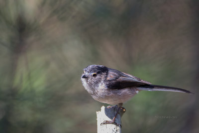 Chapim-rabilongo --- Long-tailed Tit --- (Aegithalos caudatus)
