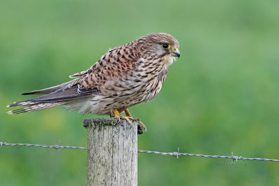 Peneireiro --- Kestrel --- (Falco tinnunculus)