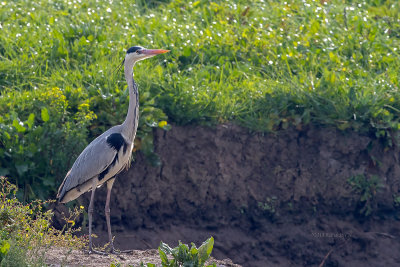 Garça-real --- Grey Heron --- (Ardea cinerea)