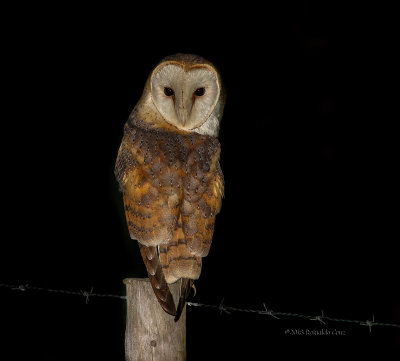 Coruja-das-torres --- Barn Owl --- (Tyto alba)