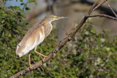 Papa-ratos --- Squacco Heron --- (Ardeola ralloides)