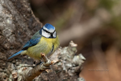 Chapim-azul --- Blue Tit--- (Cyanistes caeruleus )