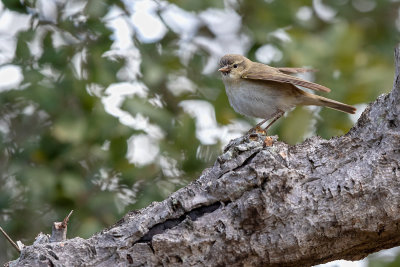 Felosinha-ibérica --- Iberian Chiffchaff --- (Phylloscopus ibericus)