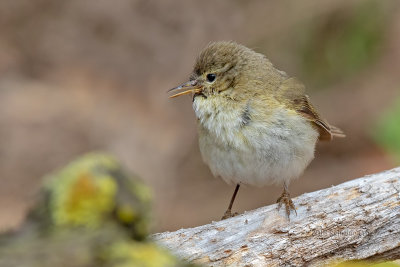 Felosinha-ibérica --- Iberian Chiffchaff --- (Phylloscopus ibericus)