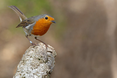 Pisco-de-peito-ruivo --- Robin --- (Erithacus rubecula)