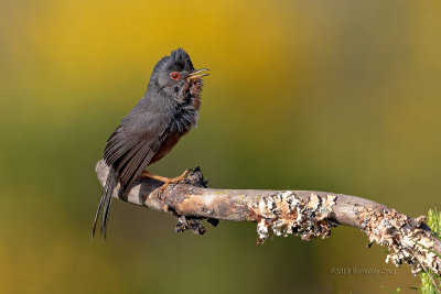 Toutinegra-do-mato --- Dartford Warbler --- (Sylvia undata)