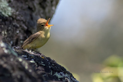 Felosa-poliglota --- Melodious Warbler --- (Hippolais polyglotta)
