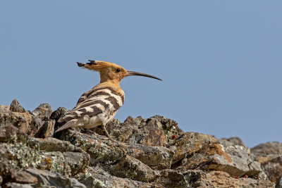 Poupa --- Hoopoe --- (Upupa epops)