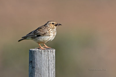 Cotovia-dos-bosques --- Woodlark --- (Lullula arborea)