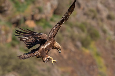 Águia-real --- Golden Eagle --- (Aquila chrysaetos)