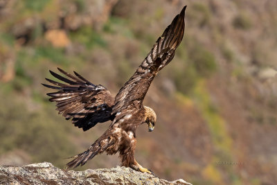 Águia-real --- Golden Eagle --- (Aquila chrysaetos)