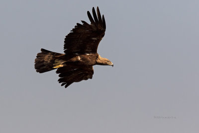 Águia-real --- Golden Eagle --- (Aquila chrysaetos)