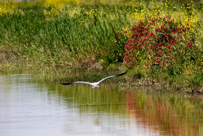 Garça-real --- Grey Heron --- (Ardea cinerea)