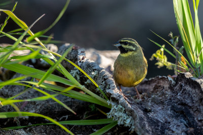 Escrevedeira-de-garganta-preta --- Cirl Bunting --- (Emberiza cirlus)