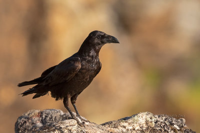 Corvo --- Raven --- (Corvus corax)