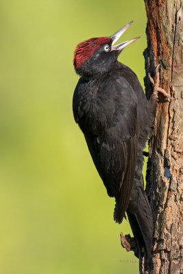 Picapau-preto --- Black Woodpecker --- (Dryocopus martius)