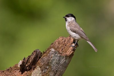 Chapim-palustre --- Marsh tit --- (Parus palustris)