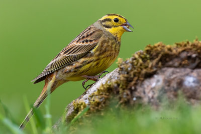 Escrevedeira-amarela --- Yellow Hammer --- (Emberiza citrinella)