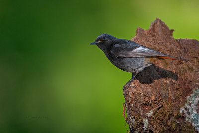 Rabirruivo --- Black Redstart --- (Phoenicurus ochruros)