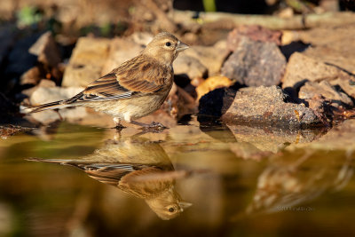 Pintarroxo --- Linnet --- (Carduelis cannabina) - Female