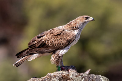Águia-perdigueira --- Bonelli’s Eagle --- (Hieraaetus fasciatus)