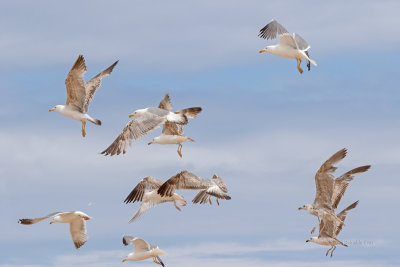 Gaivotas --- Gulls