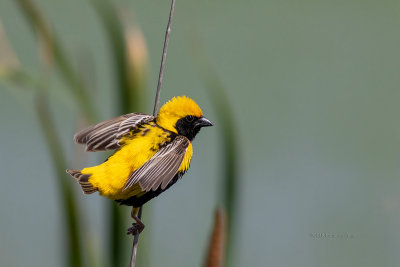 Bispo-de-coroa-amarela --- Yellow-crowned Bishop --- (Euplectes afer)