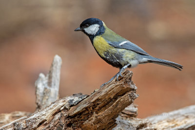 Chapim-real --- Great Tit --- (Parus major)
