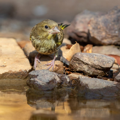 Verdilhão --- Greenfinch --- (Carduelis chloris)