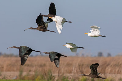 Carraceiro --- Cattle Egret --- (Bubulcus ibis) & Ibis-preto --- Glossy Ibis --- (Plegadis falcinellus)