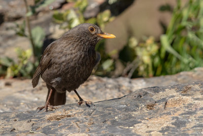 Melro --- Black Bird --- (Turdus merula)