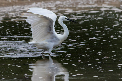 Garça-branca --- Little Egret --- (Egretta garzetta)