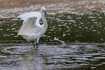 Garça-branca --- Little Egret --- (Egretta garzetta)