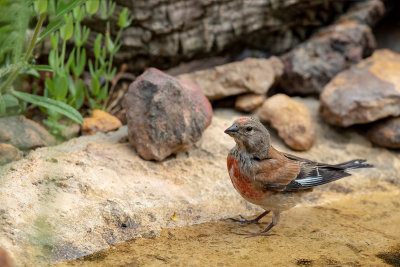 Pintarroxo --- Linnet --- (Carduelis cannabina)