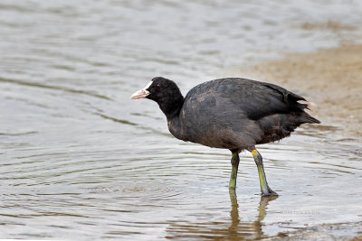 Galeiro  ---  Coot  ---  (Fulica atra)