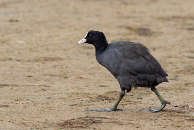 Galeirão --- Coot --- (Fulica atra)